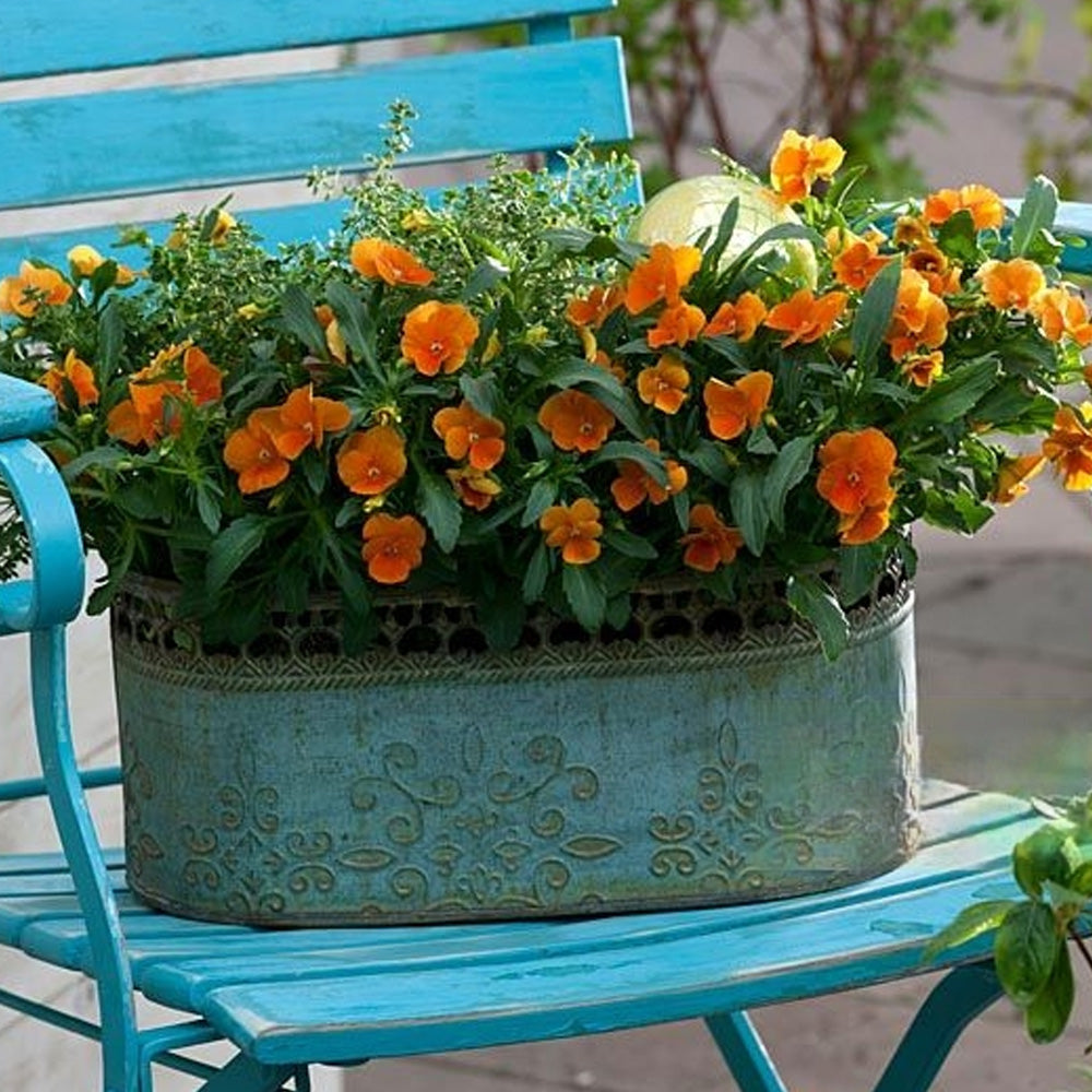 Seminte flori Panselute (Viola wittrockiana) portocalii 0.25g