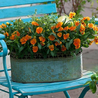 Thumbnail for Seminte flori Panselute (Viola wittrockiana) portocalii 0.25g