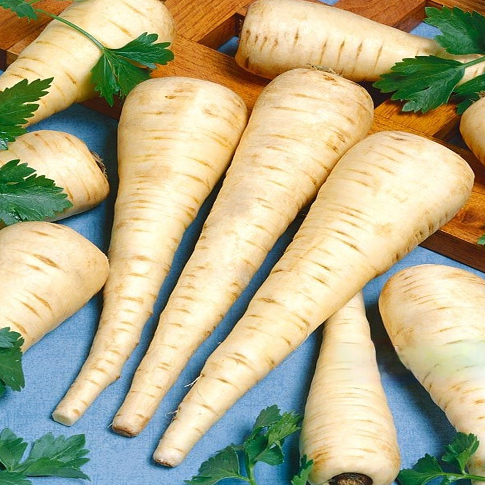 Seminte Pastarnac Van Guernsey 25 g