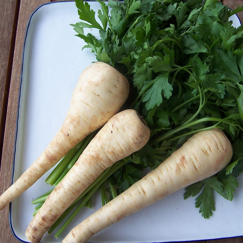 Seminte Patrunjel Olmutzi 5 g