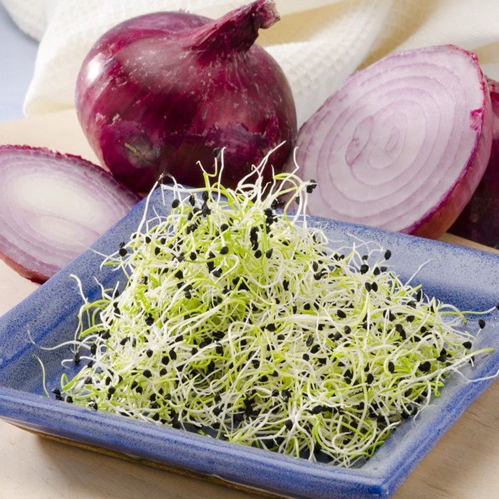 Seminte pentru germinat Ceapa Bio 15g