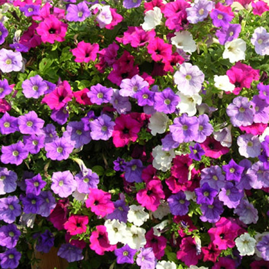 Seminte flori Petunia Curgatoare (Petunia Hybrida Pendula) Mix 0.15g