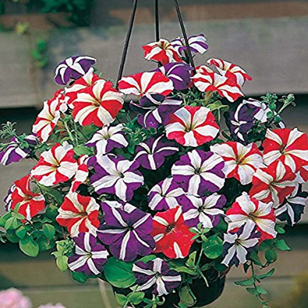 Seminte flori Petunia Stelata (Pethunia Hybrida Compacta Nana) Mix 0.1g