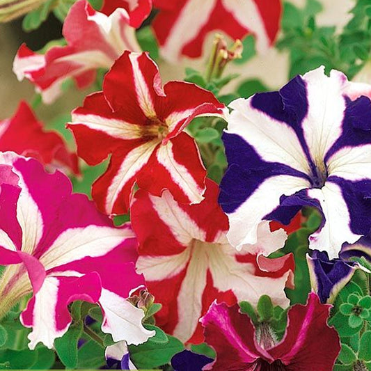 Seminte flori Petunia Stelata (Pethunia Hybrida Compacta Nana) Mix 0.10g
