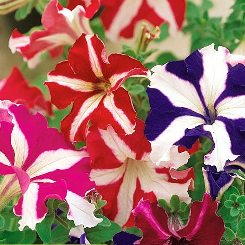 Seminte flori Petunia Stelata (Pethunia Hybrida Compacta Nana) Mix 0.1g