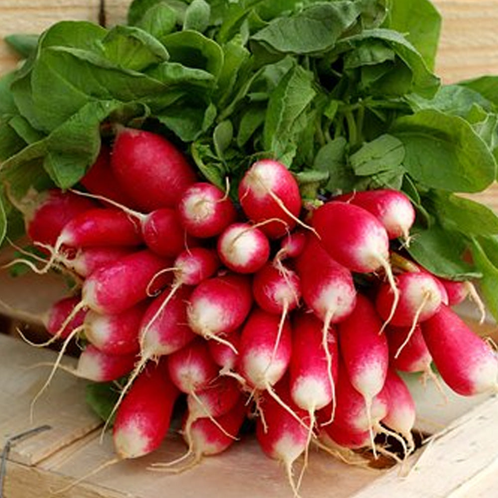 Seminte Ridichi de luna French breakfast 3 g