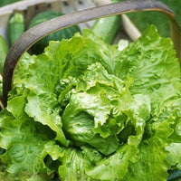 Thumbnail for Seminte Salata Batavia Doree de printemps 2 g