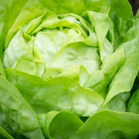 Thumbnail for Seminte Salata Hilde 10 g