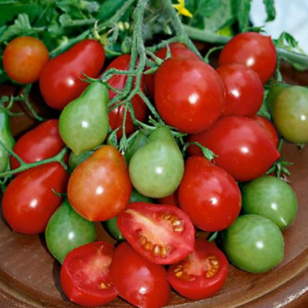 Seminte Tomate Radana 0.5 g