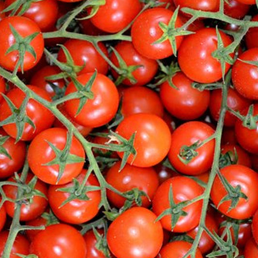 Seminte Tomate Bajaja 0.5 g