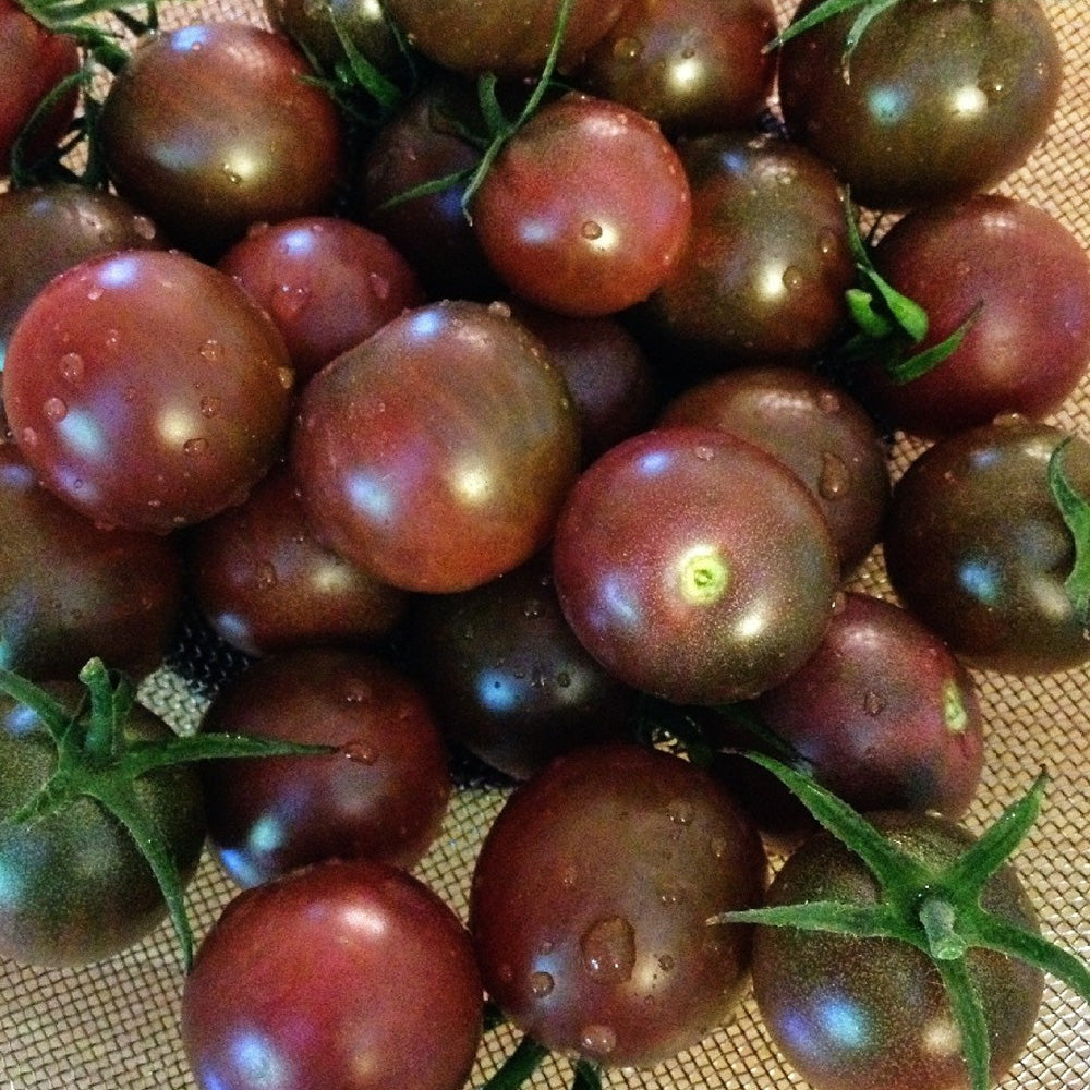 Seminte Tomate Black Cherry 0.3g