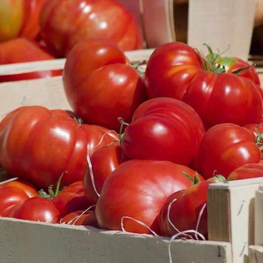 Seminte Tomate Brutus 0.5 g