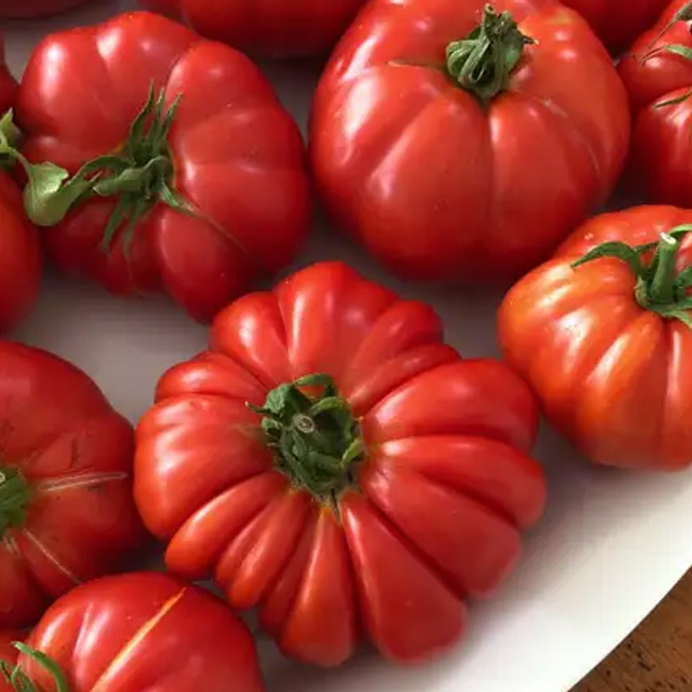Seminte Tomate Costoluto Fiorentino 0.4g
