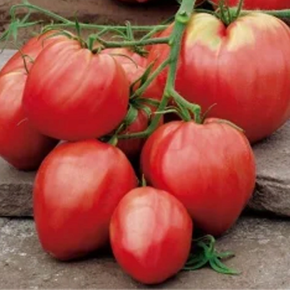 Seminte Tomate Inima de Bou roz 0.3g