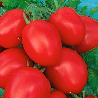 Seminte Tomate Kecskemeti 549 1 g
