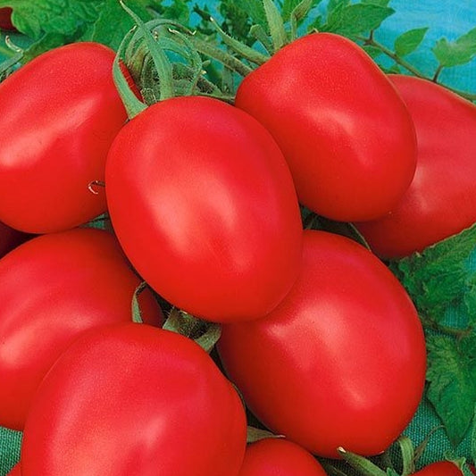 Seminte Tomate Kecskemeti 549 1 g