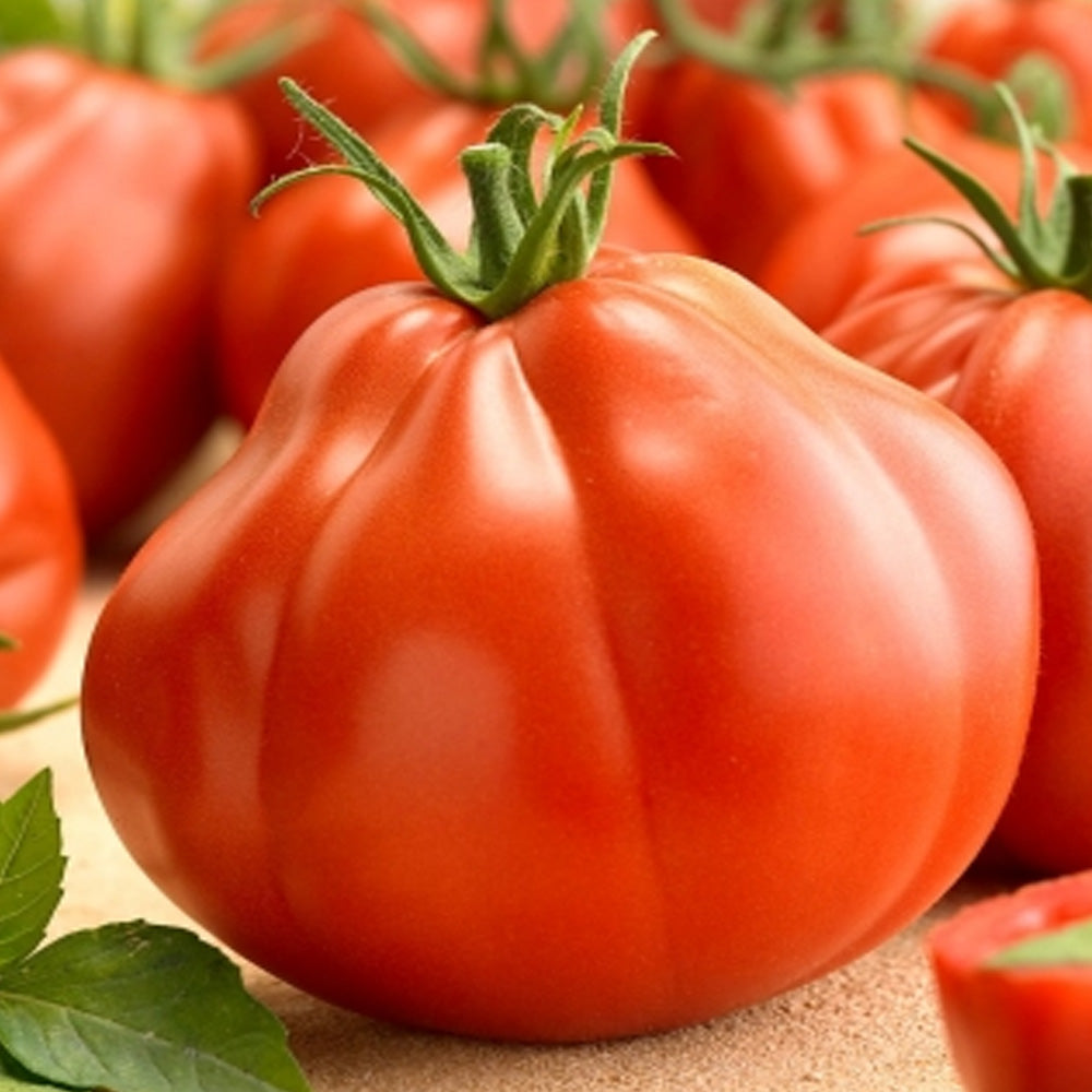 Seminte Tomate Pearson 0.3g