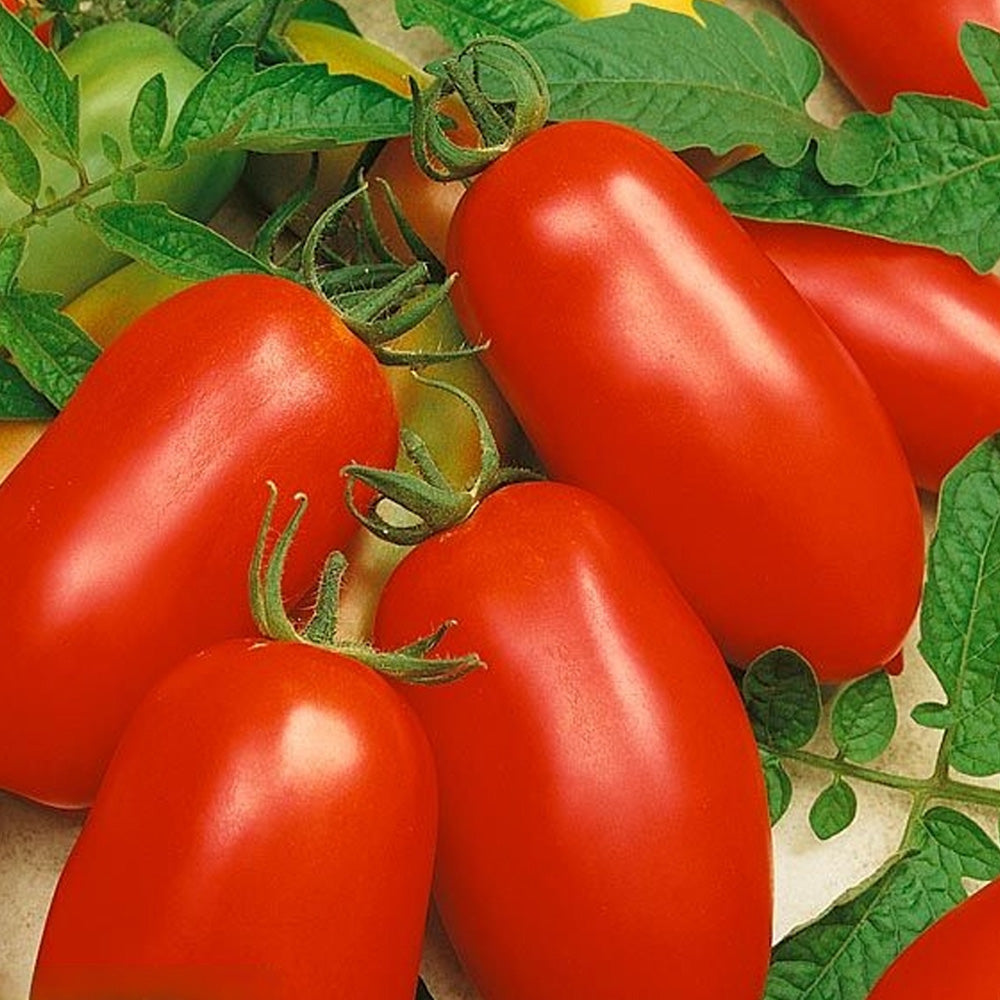 Seminte Tomate Rio Grande 10 g