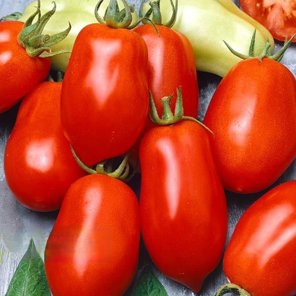 Seminte Tomate Roma VF 0.5 g