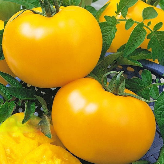 Seminte Tomate Romus 0.5 g