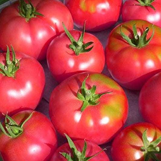 Seminte Tomate Roz 0.3g