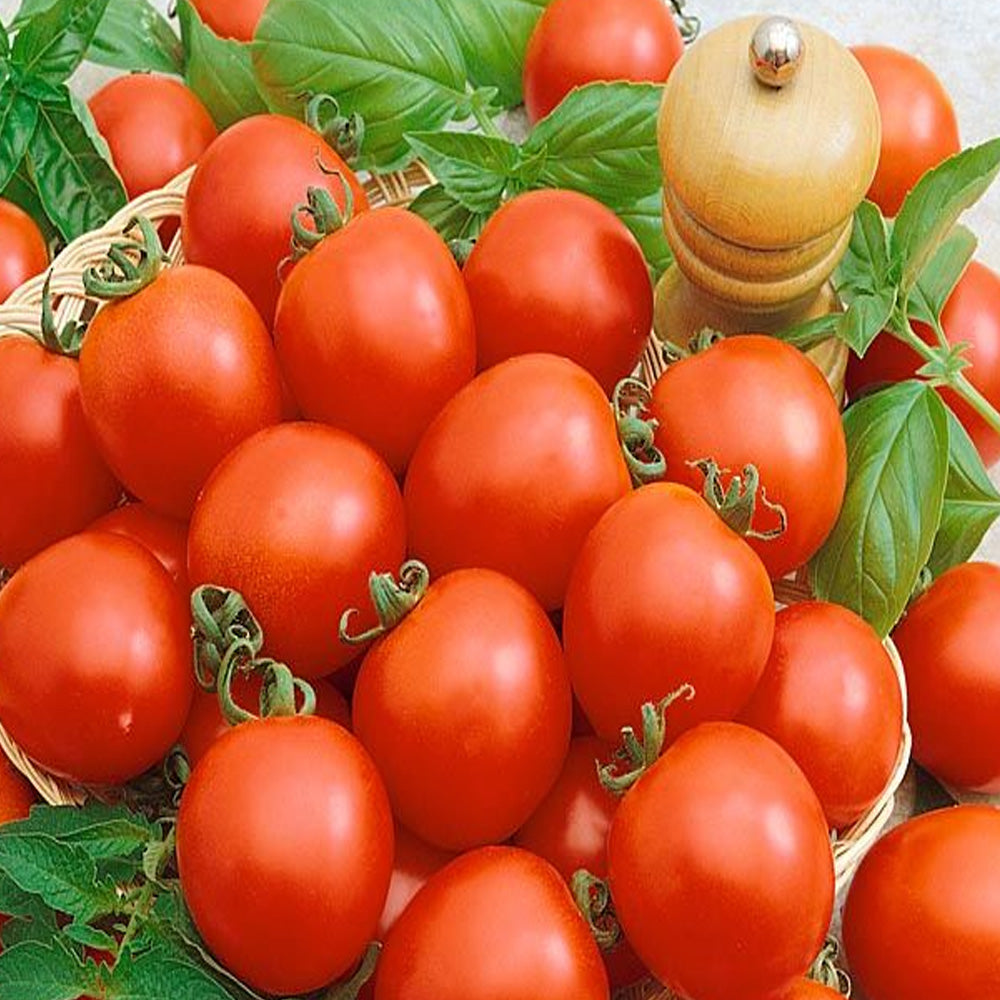 Seminte Tomate Zomok 0.5 g
