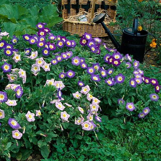 Seminte flori Zorele Pitice (Convolvulus Tricolor) Mix 2 g
