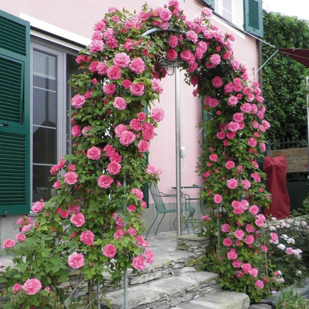 Butasi trandafiri cataratori roz parfumati – Plantazia