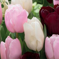 Thumbnail for Bulbi Lalele Trio Deep Velvet 6 buc