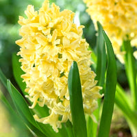 Thumbnail for Bulbi Zambile City of Haarlem 3 buc