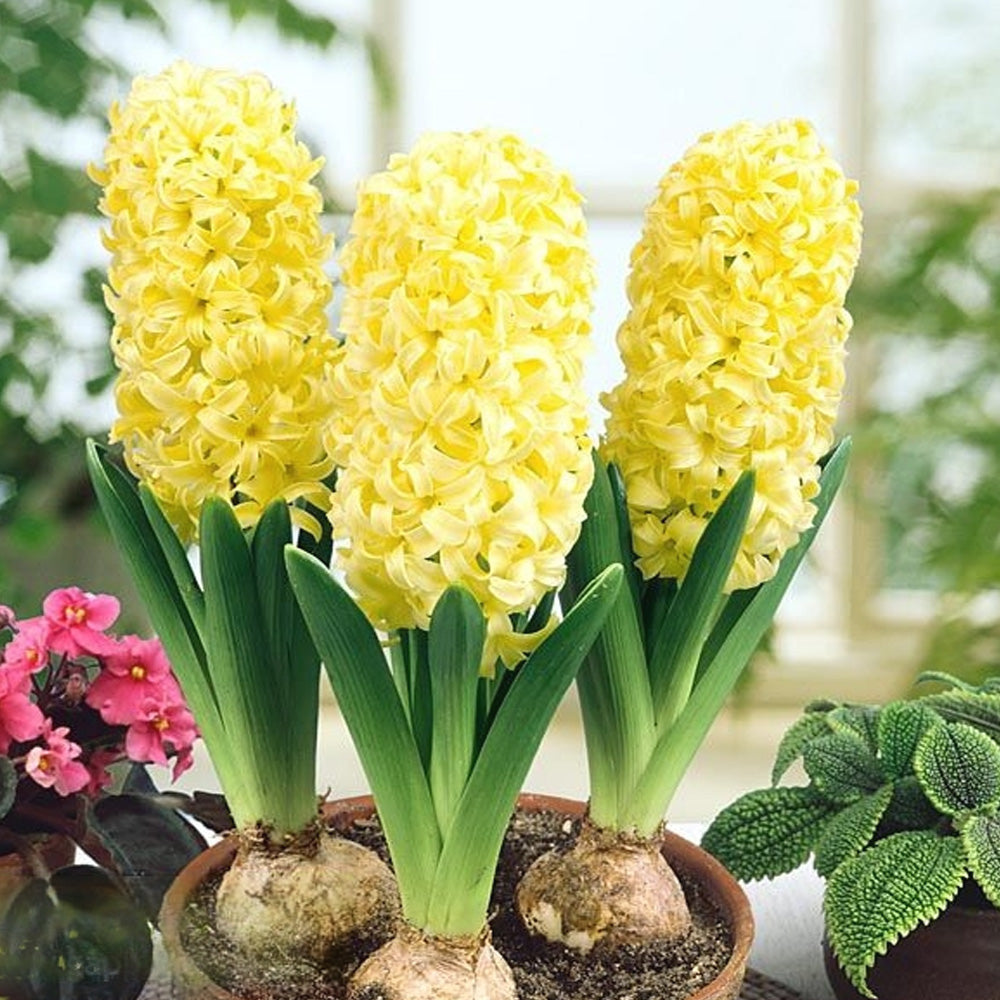 Bulbi Zambile City of Haarlem 3 buc